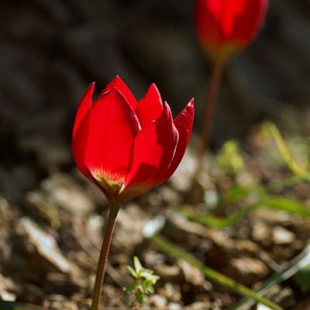 Tulipa orphanidea